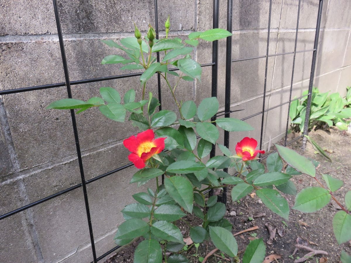 植えた苗の様子を見た★♥♥