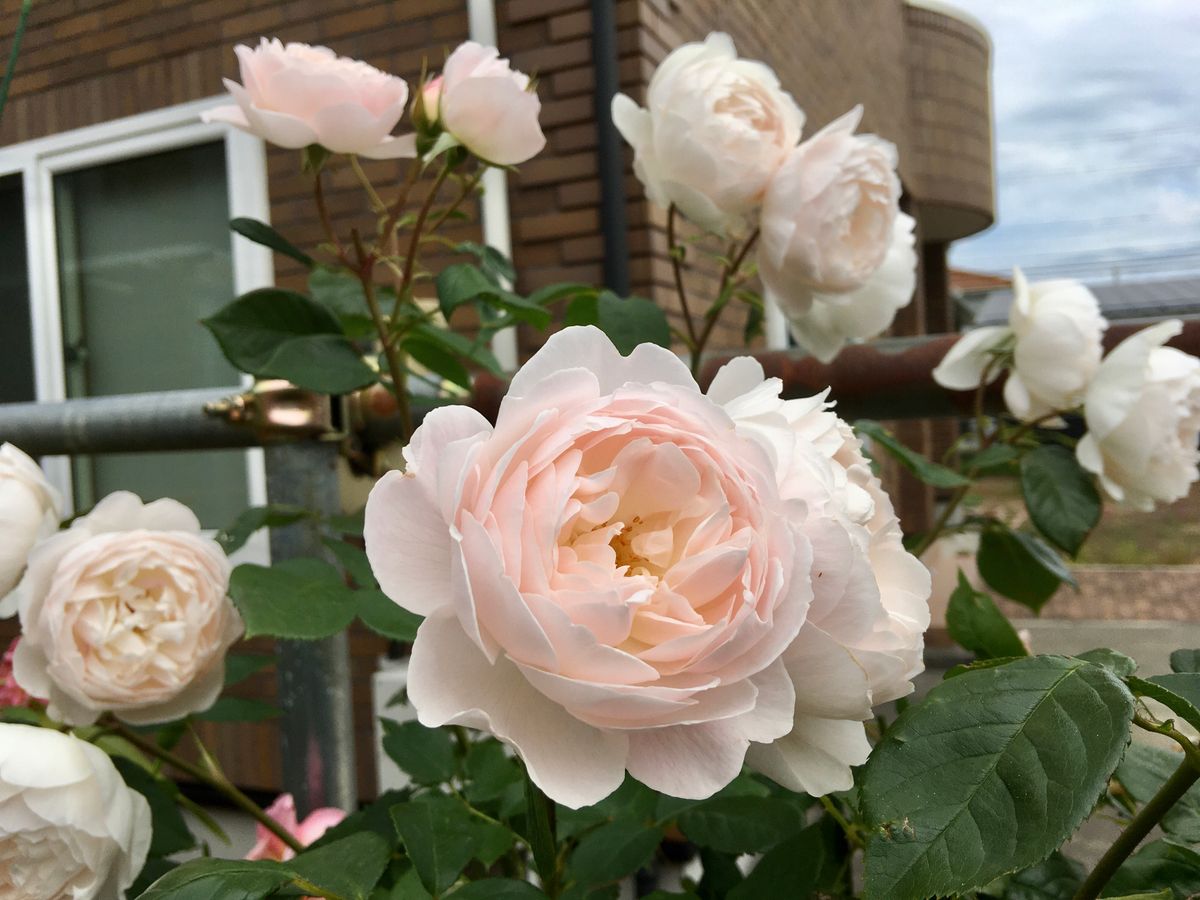 来たよ！バラの季節🌹〜5〜