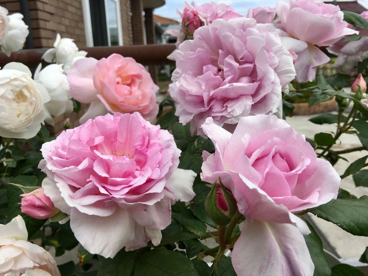 来たよ！バラの季節🌹〜5〜