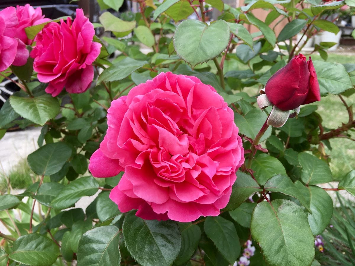 来たよ！バラの季節🌹〜5〜