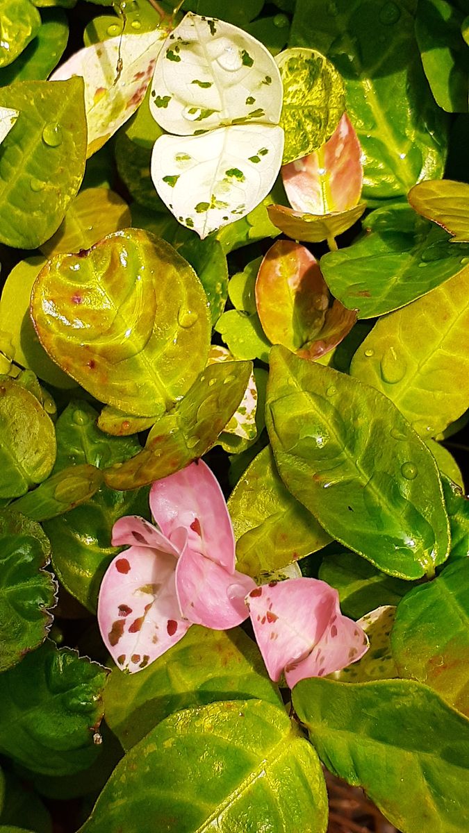 ふくおかルーバルガーデン3～夏🌺👒の***  庭便り～定家カズラにマスコットの巣箱🐦🌿