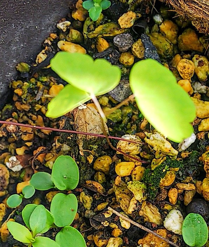 発芽した山野草の🌱