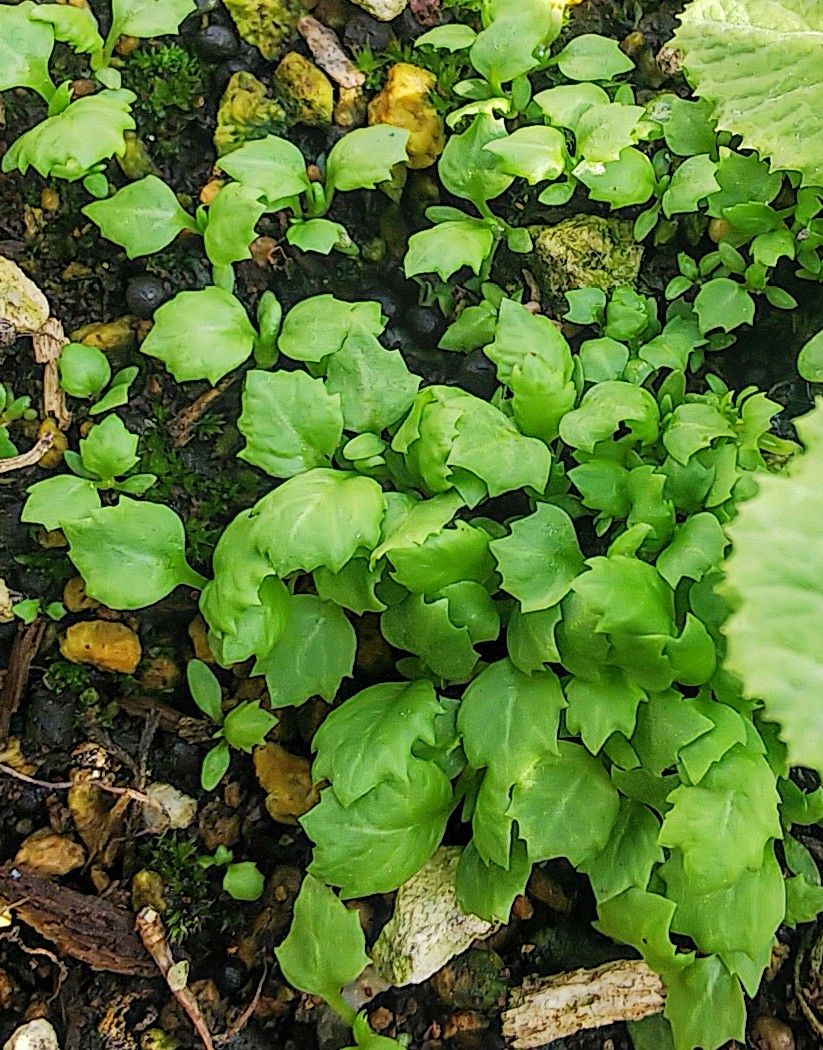 種こぼれで発芽してます🌱