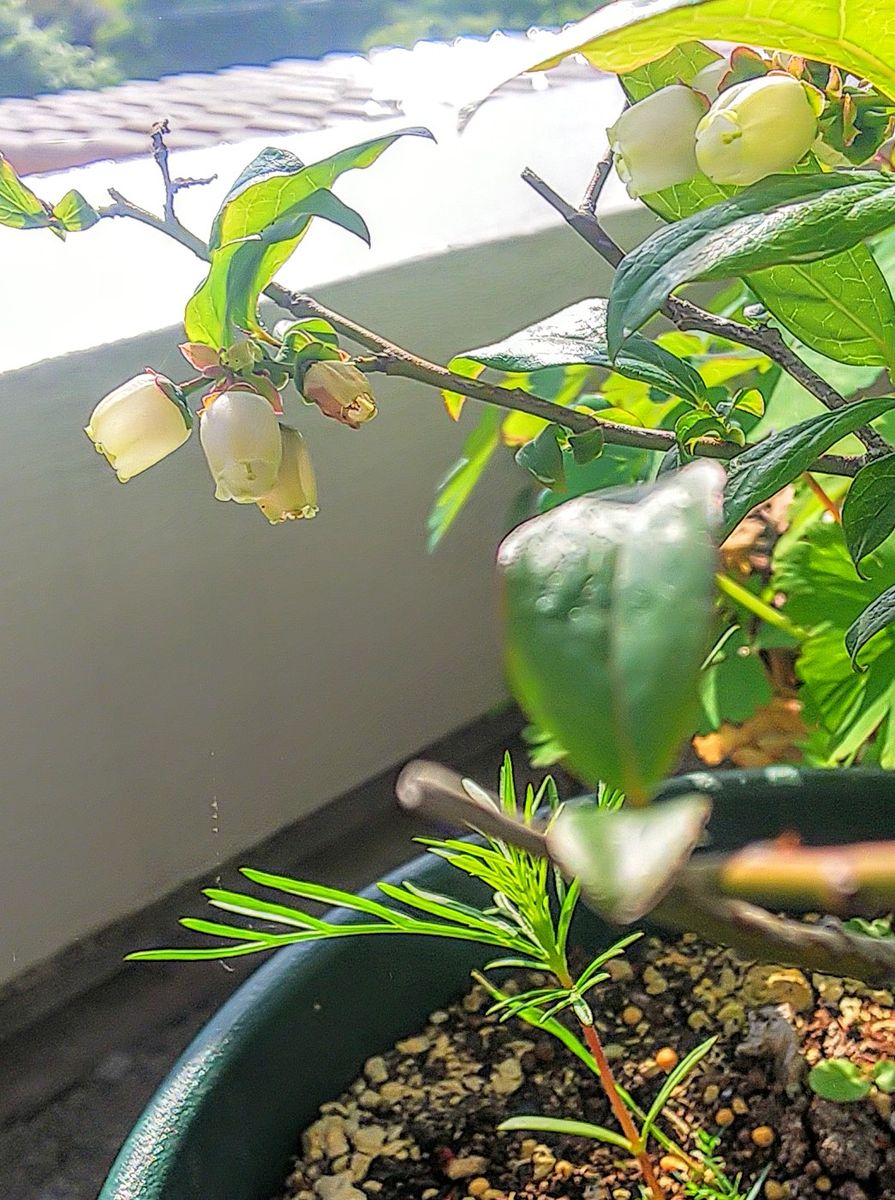 種こぼれで発芽してます🌱