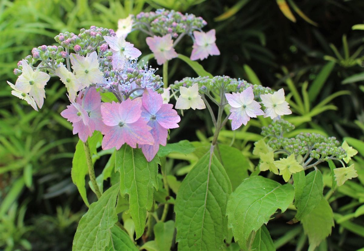 追いかけて紫陽花