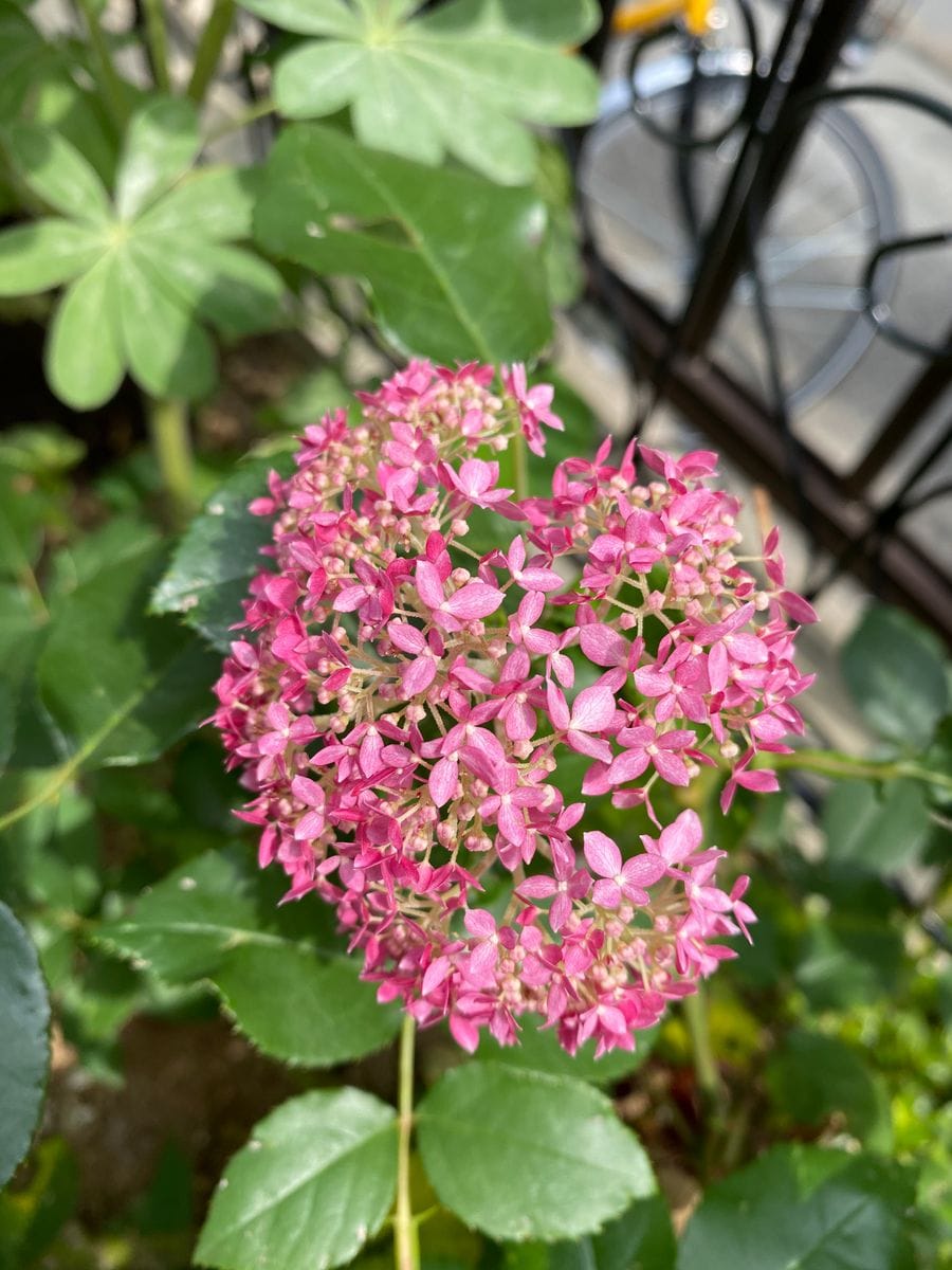 今年の紫陽花