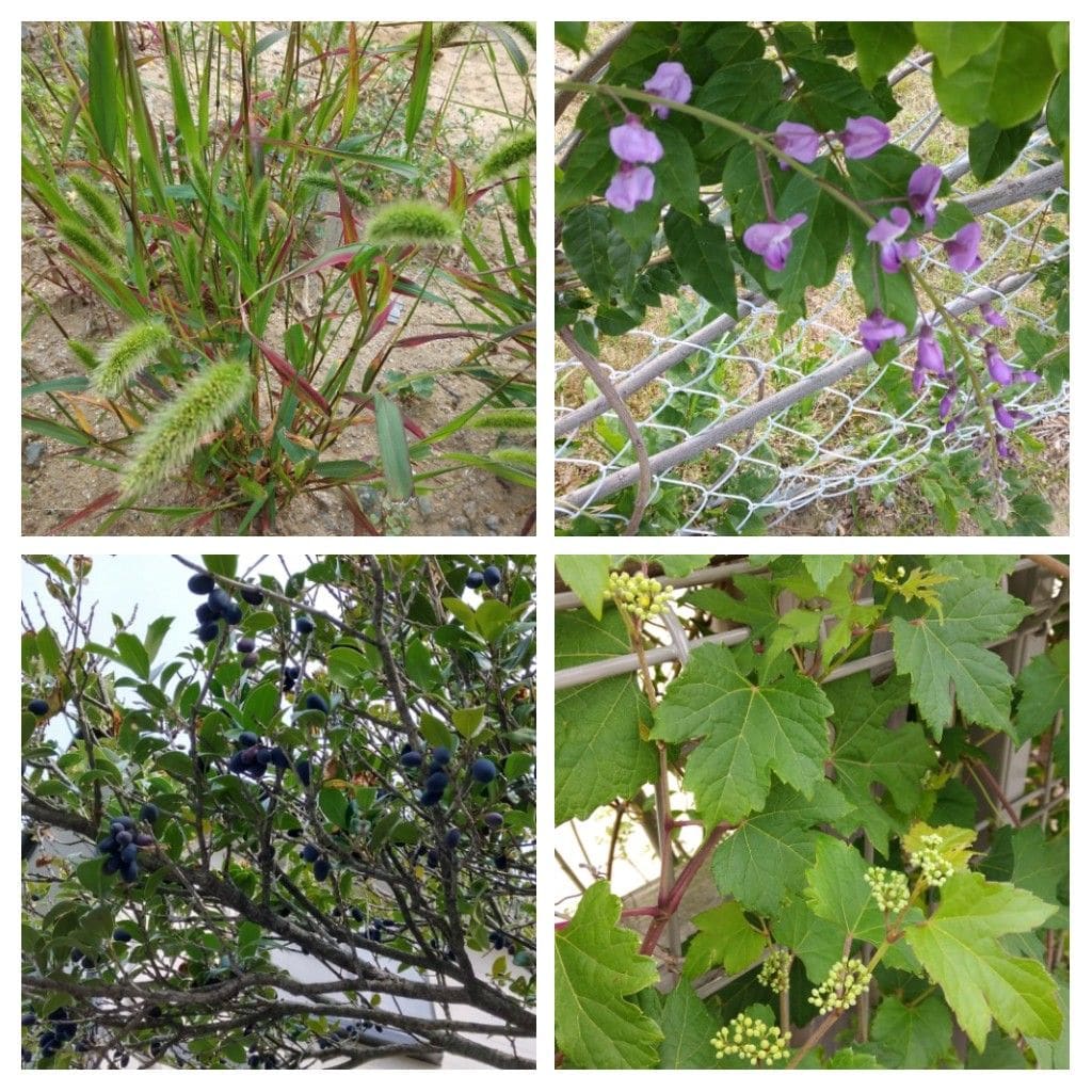 散歩道で見かけた植物