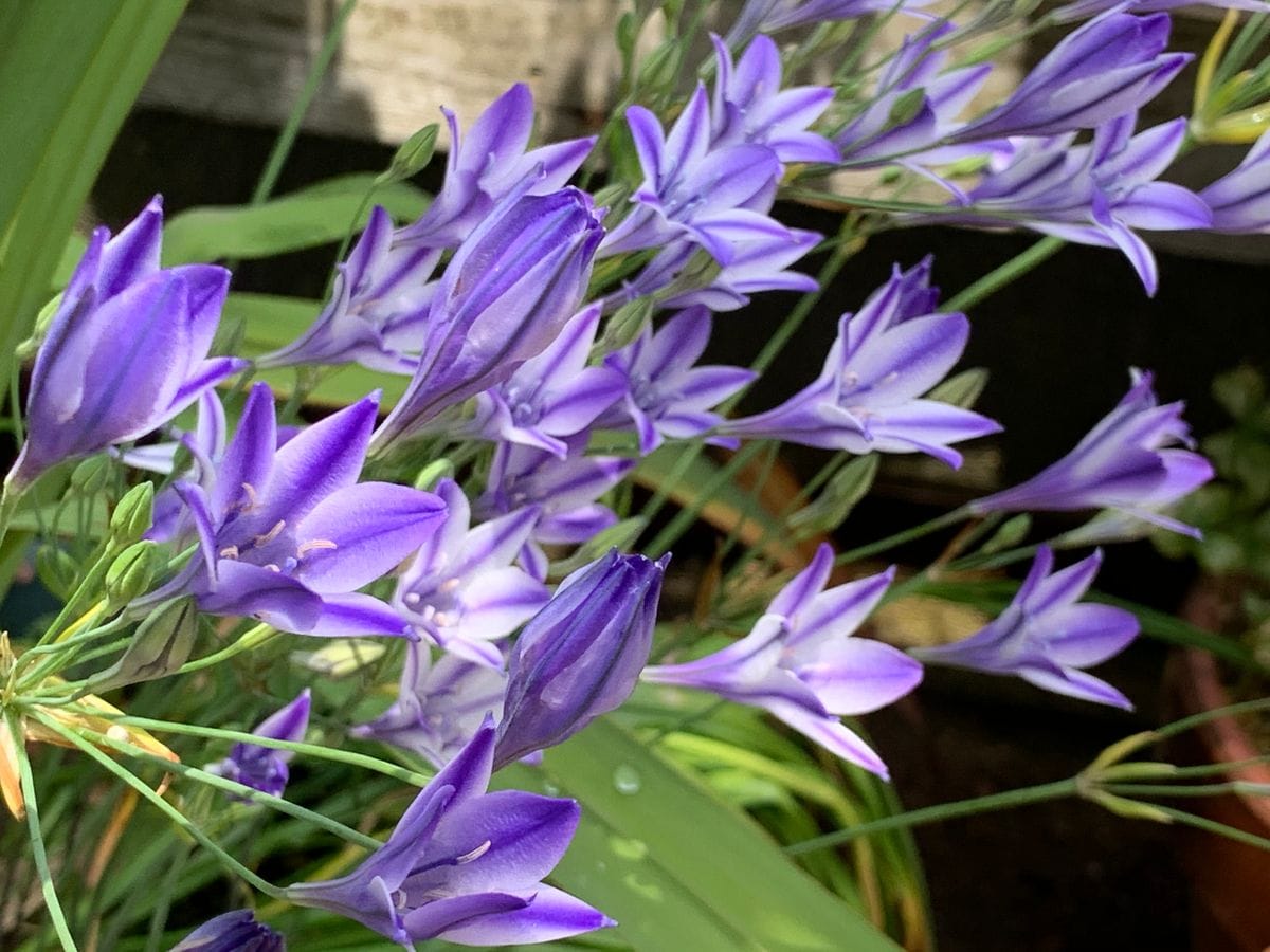 今朝の庭の花