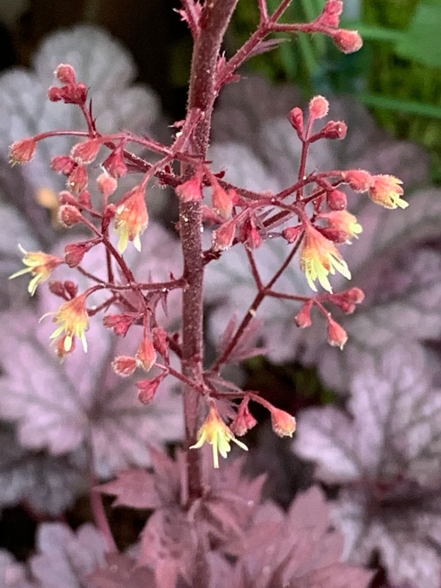 今朝の庭の花