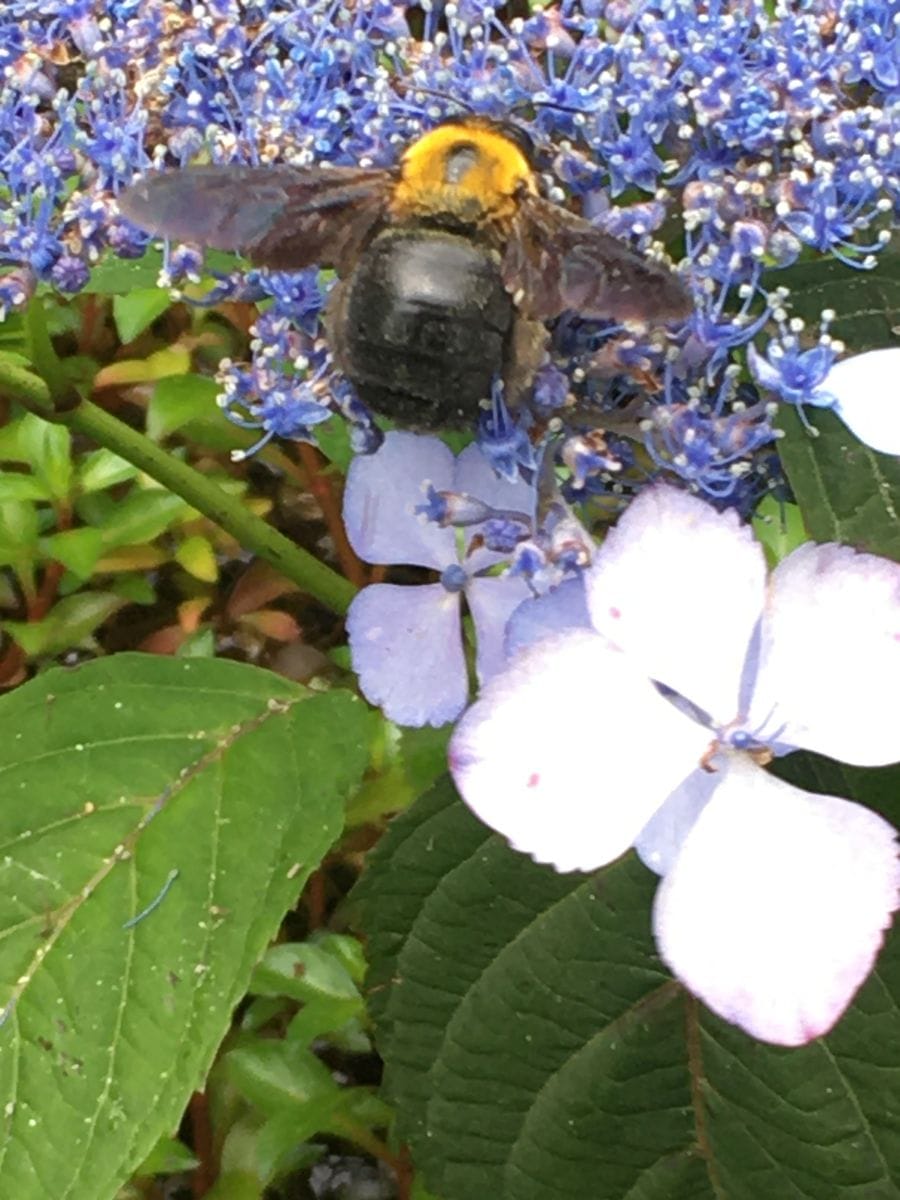 ６月４日は「虫の日」　 ※虫画像あり