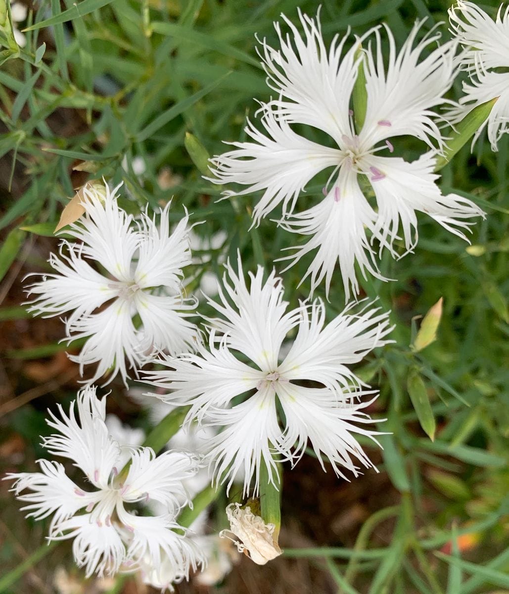 今日の花