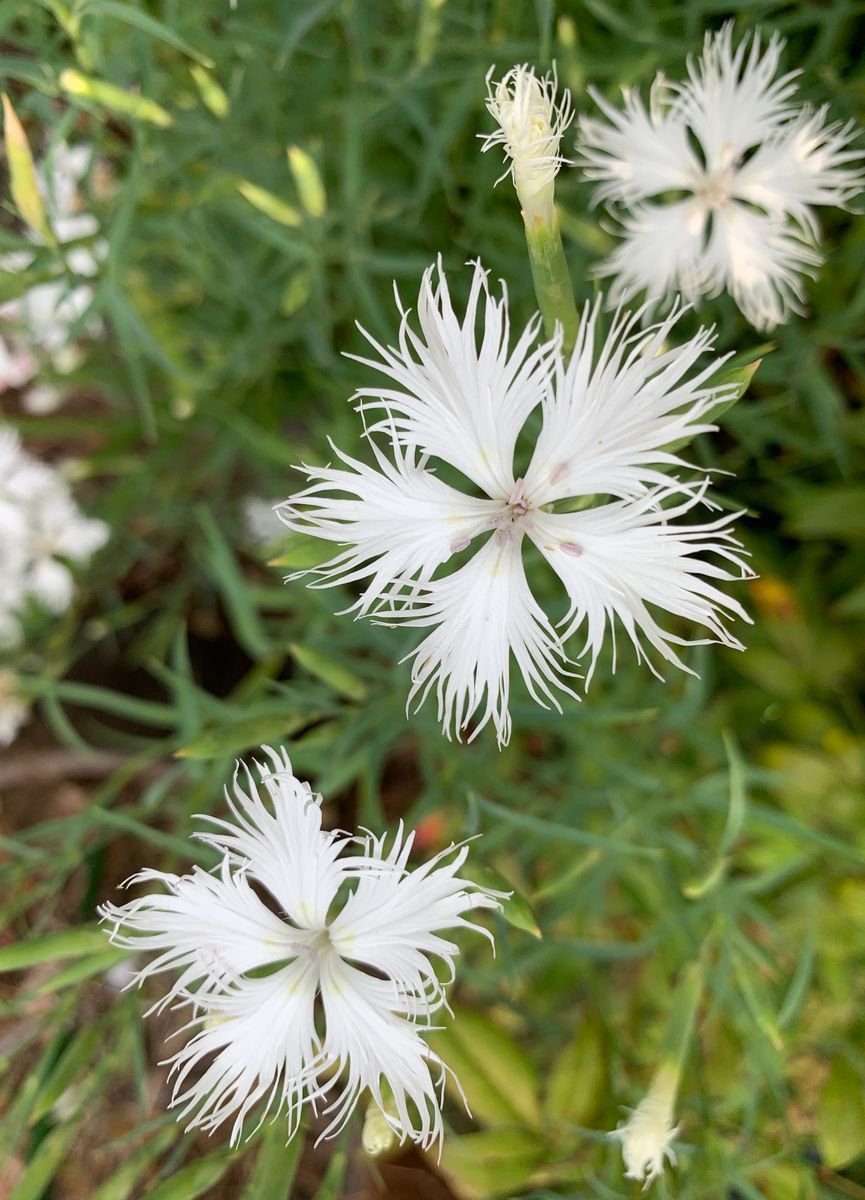 今日の花