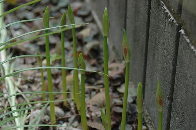 今年1番花