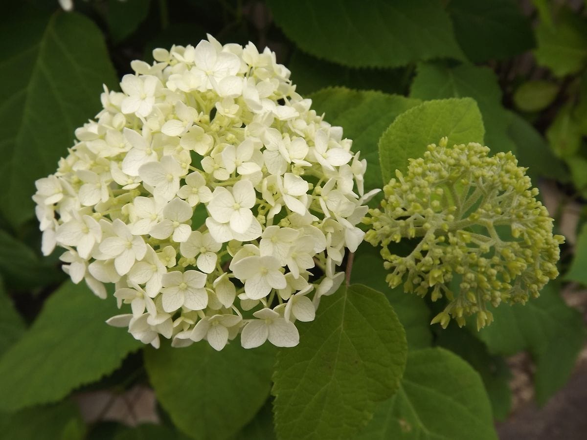 花菖蒲＆紫陽花♪