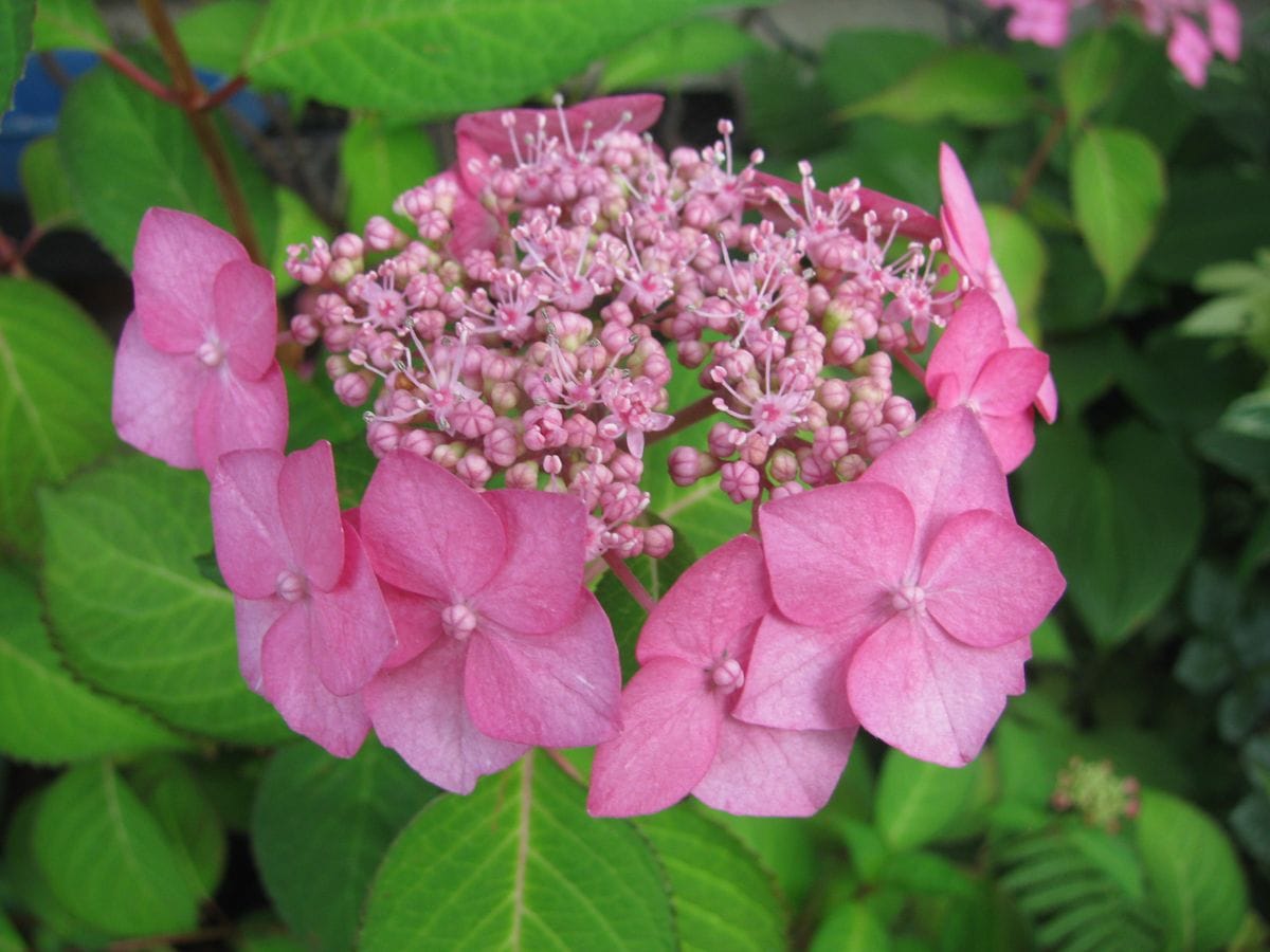 お庭　紫陽花の季節です