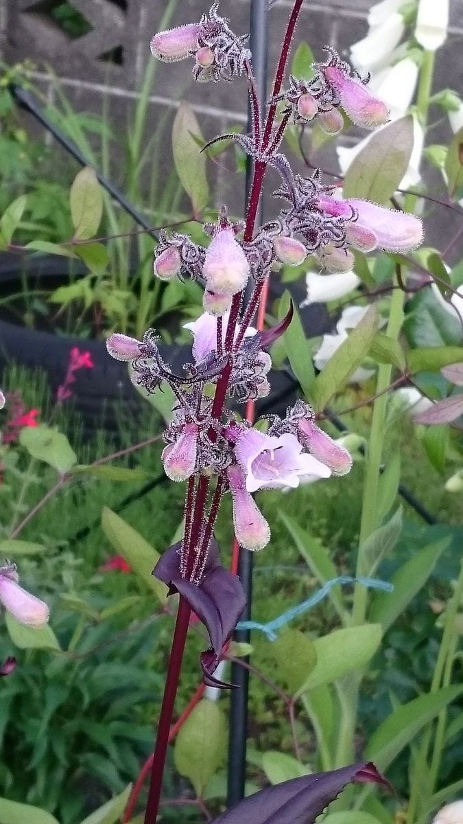 初めて開花ペンステモン、ジキタリス