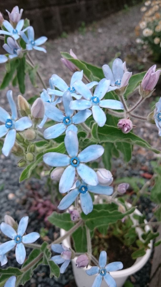 初めて開花ペンステモン、ジキタリス