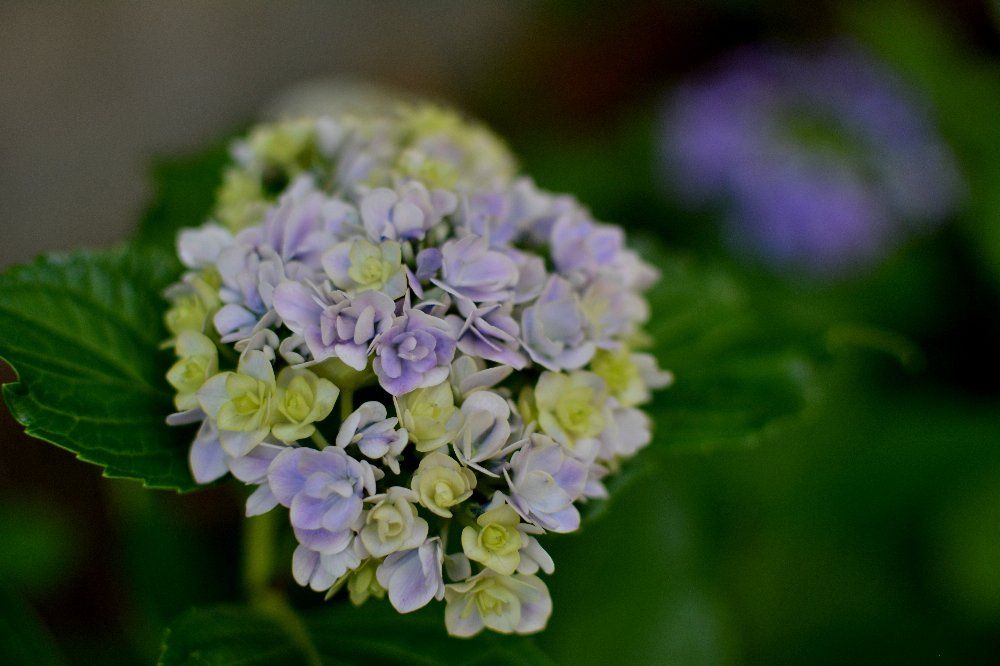 紫陽花の季節