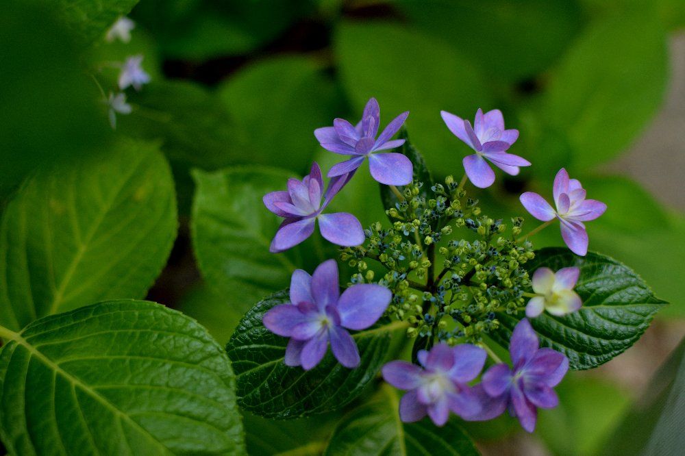 紫陽花の季節