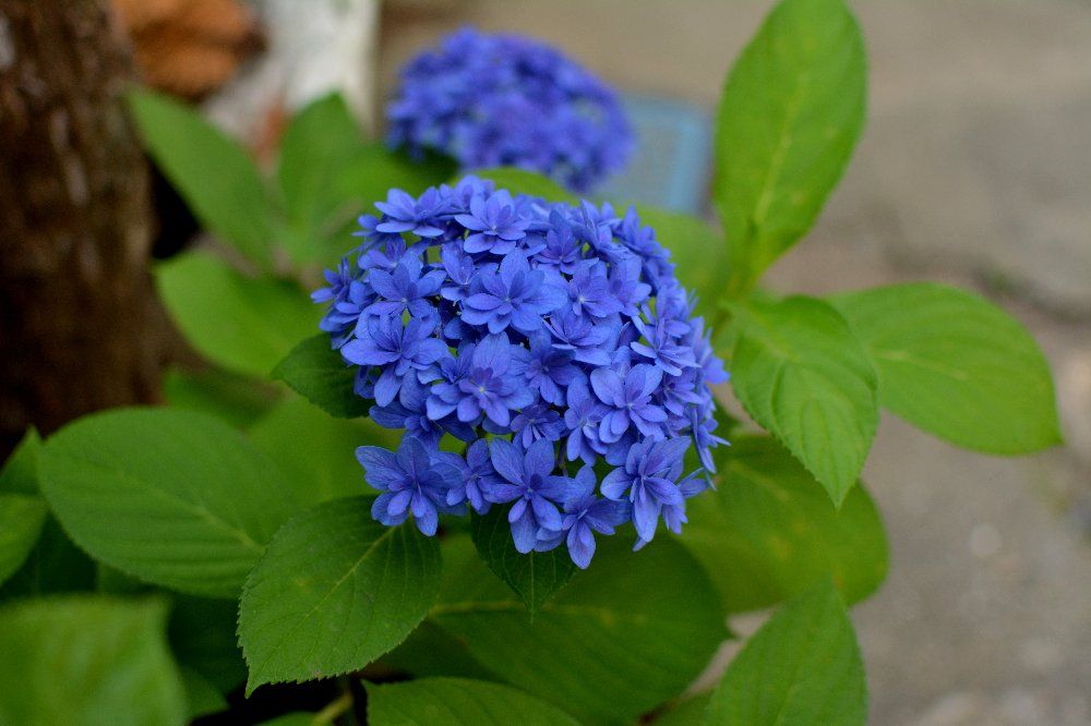 紫陽花の季節