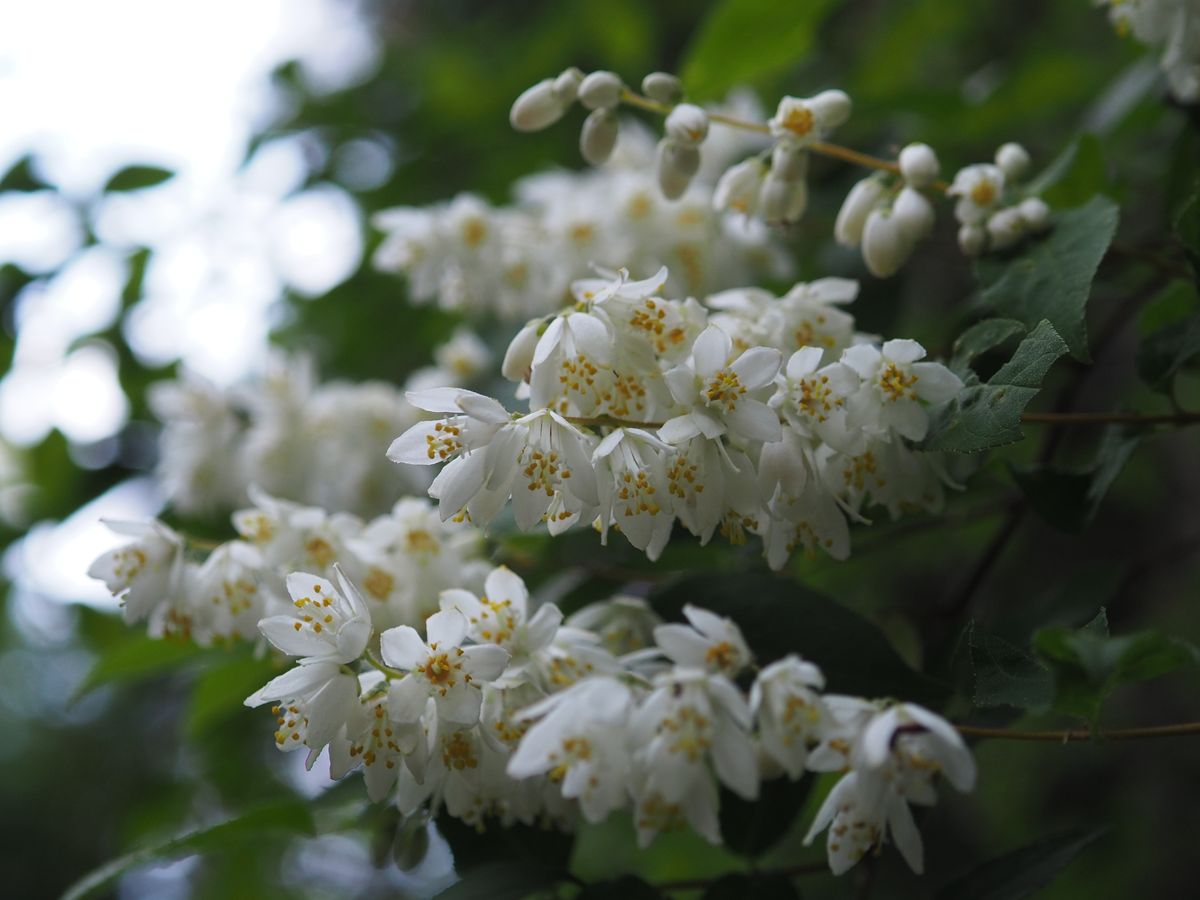 新緑の白い、木の花