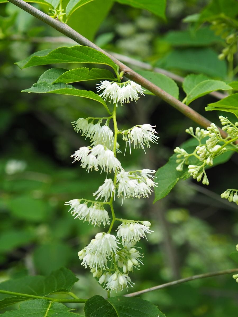 新緑の白い、木の花