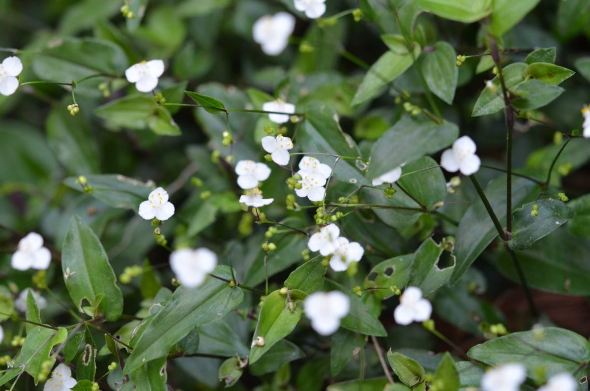 🎵６月の花嫁は幸せになるという💖