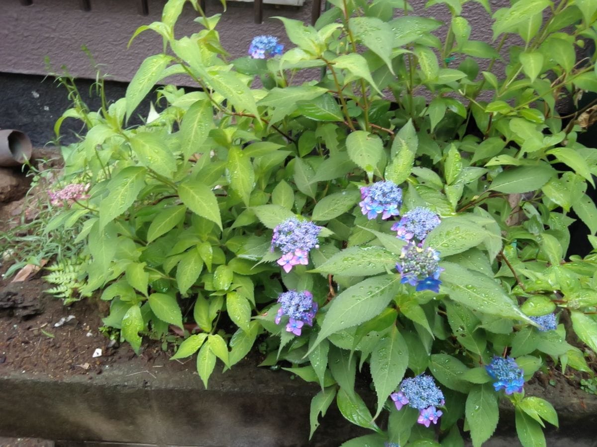 もっと花が見たいぞ山アジサイ