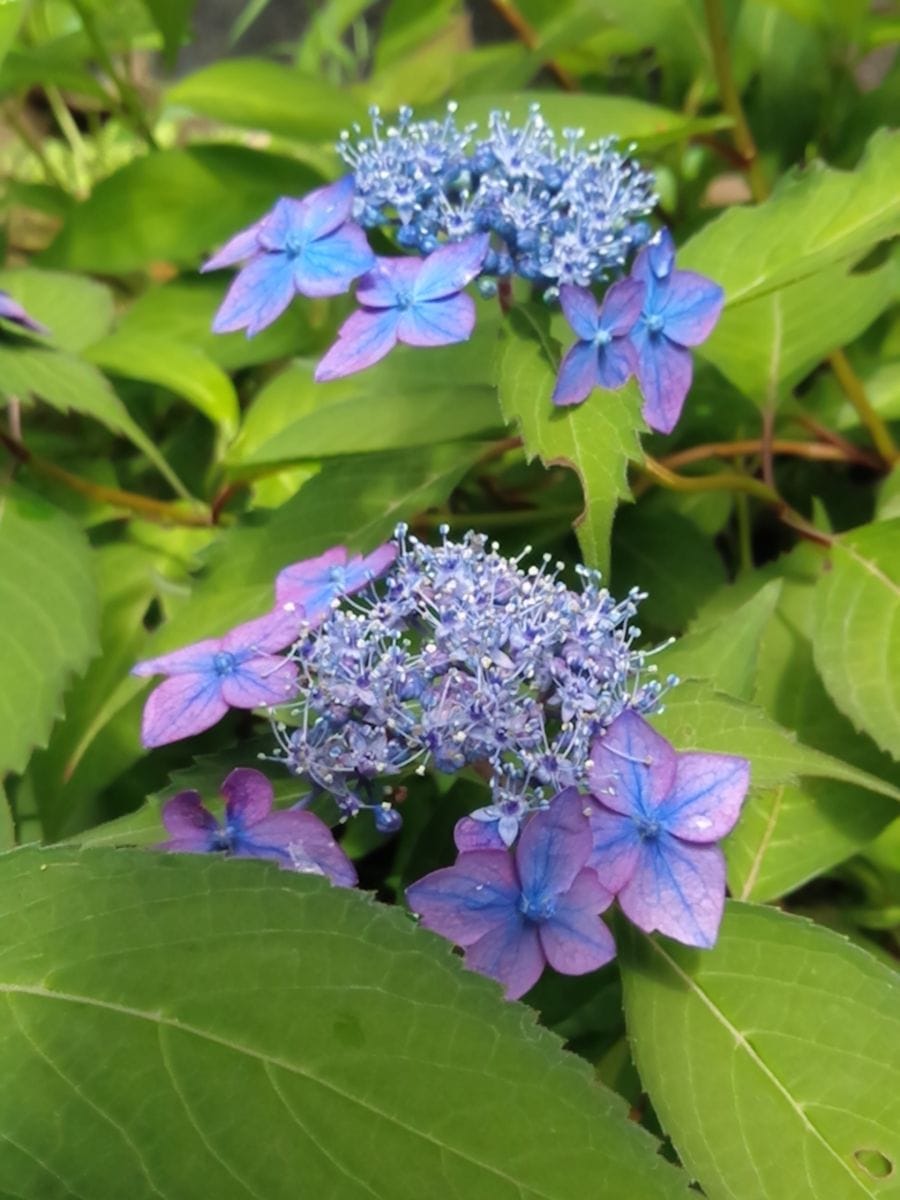 もっと花が見たいぞ山アジサイ