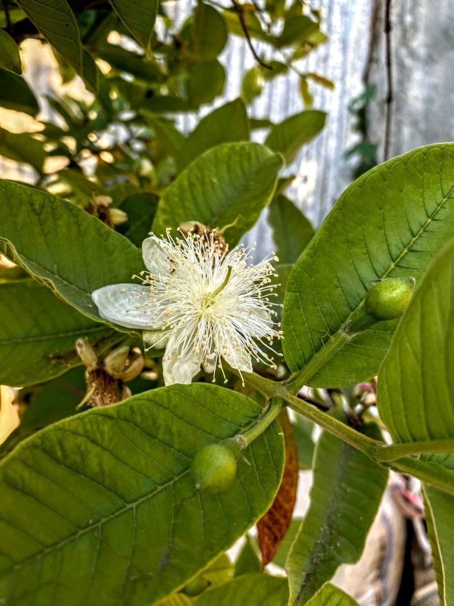 スペイン マラガの花 園芸日記byjictenko みんなの趣味の園芸