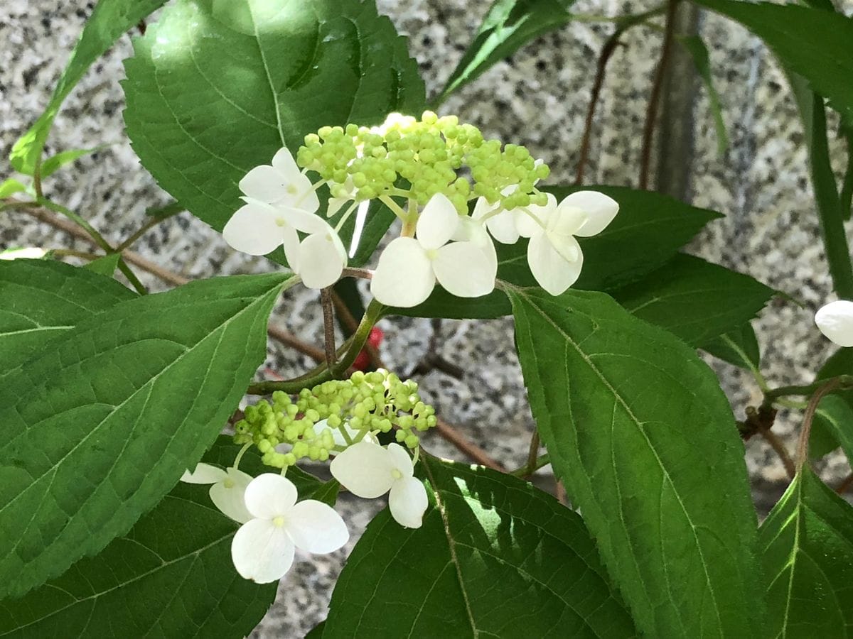 紫陽花が咲いています