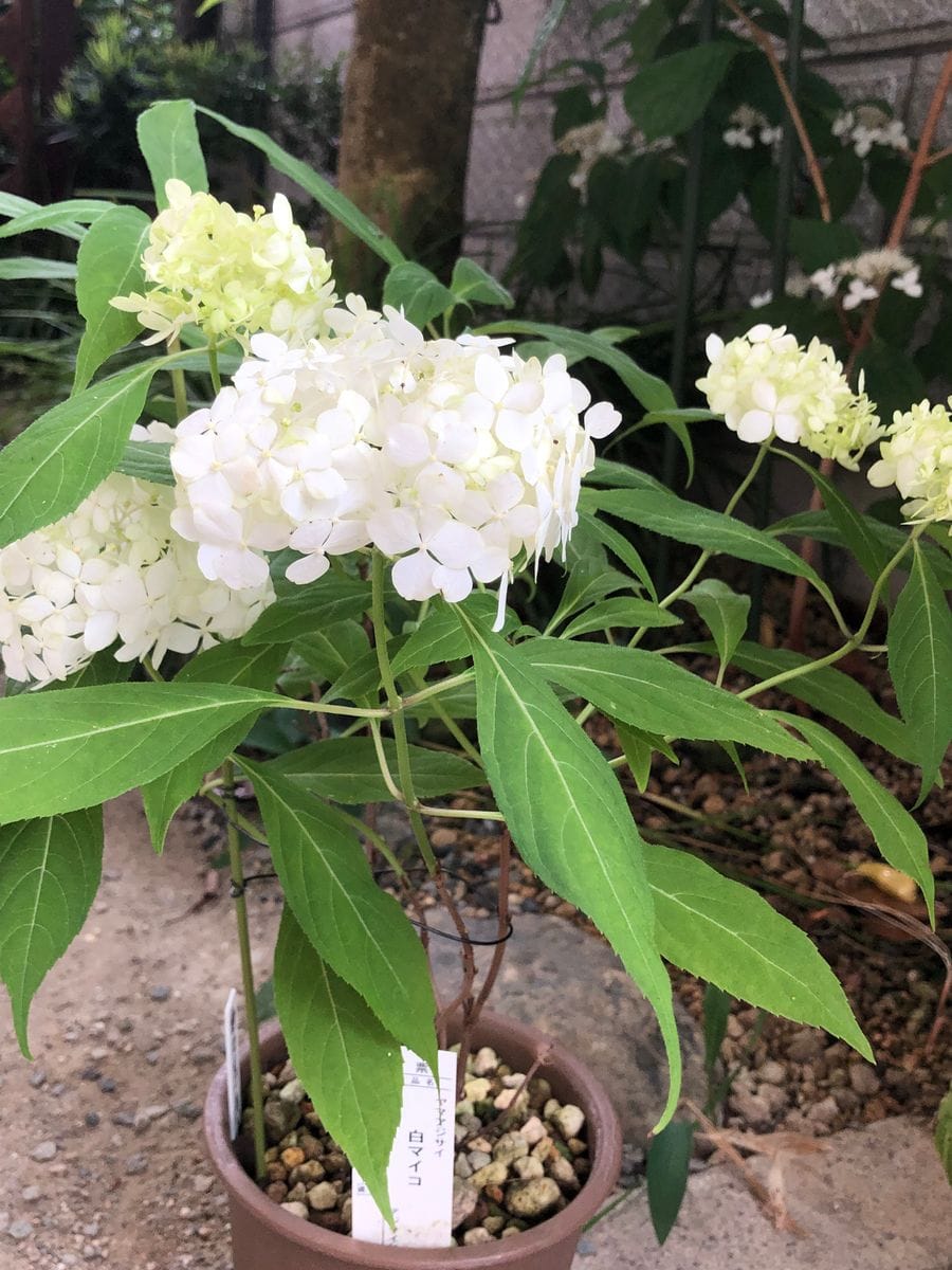 紫陽花が咲いています