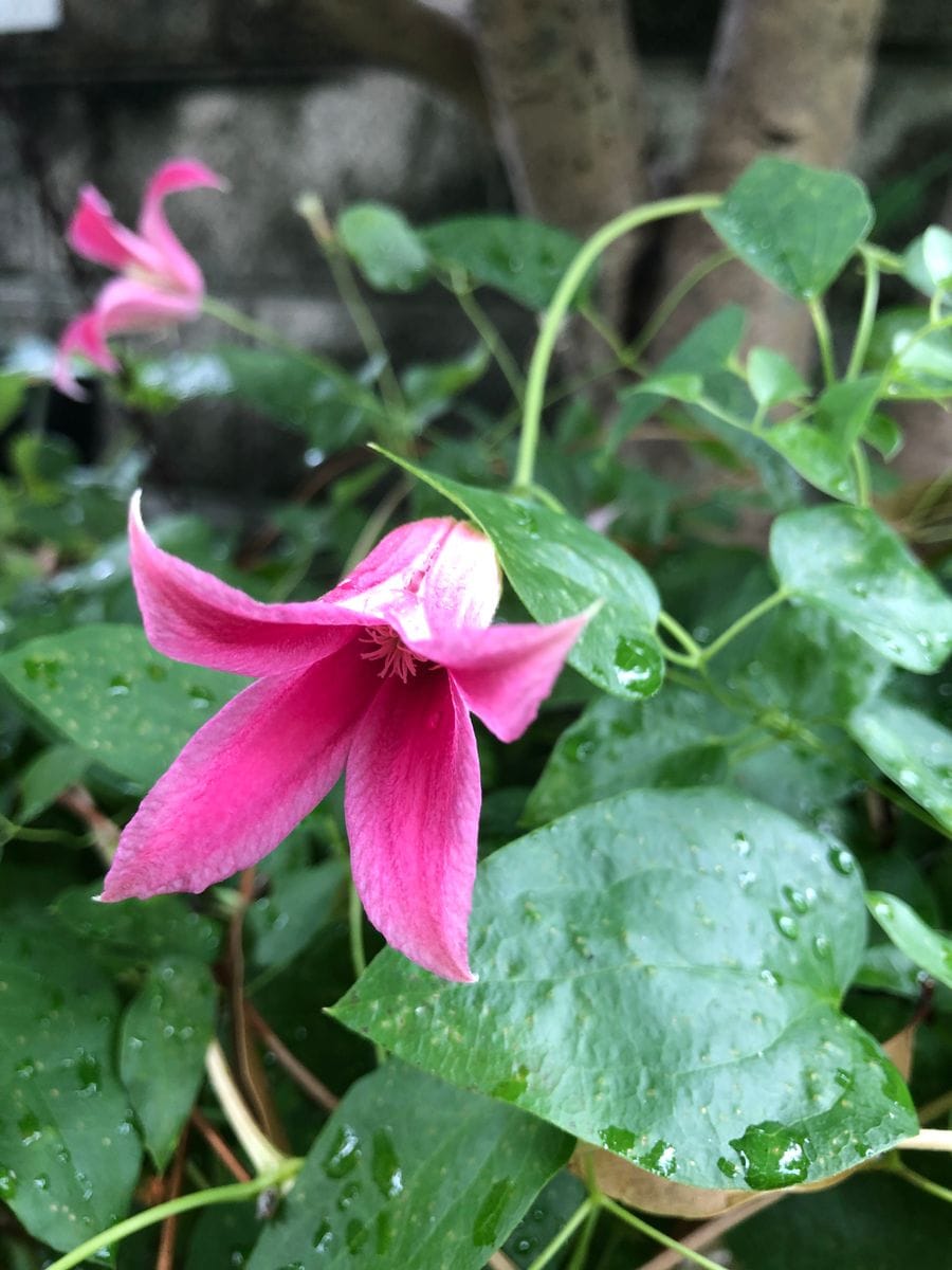 紫陽花が咲いています