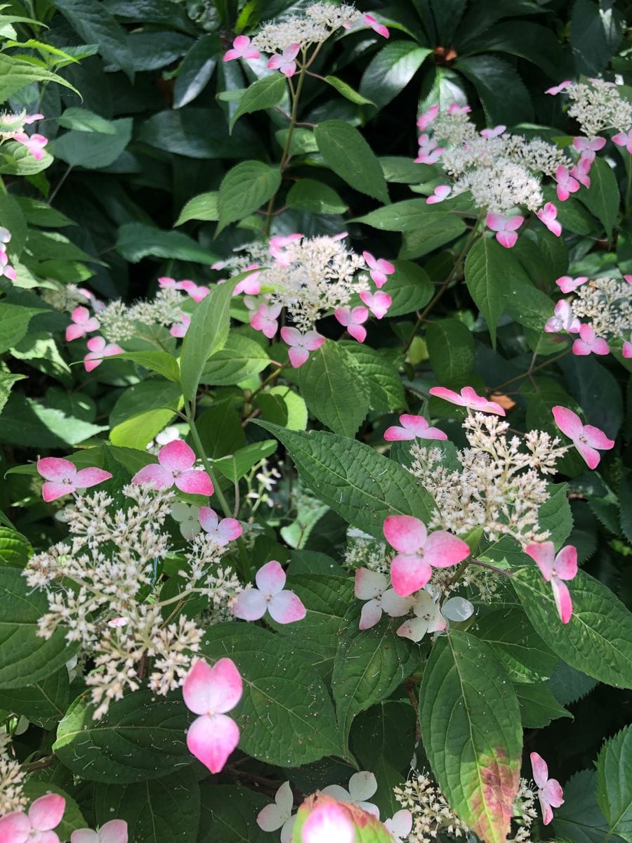 山紫陽花紅