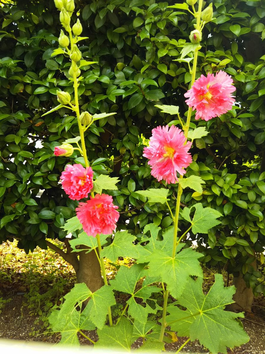 地植えのホリホック(タチアオイ)～🌼