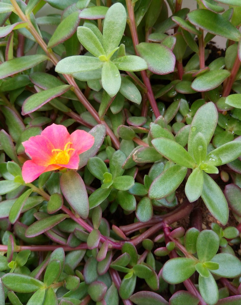 学生時代摘んだ花