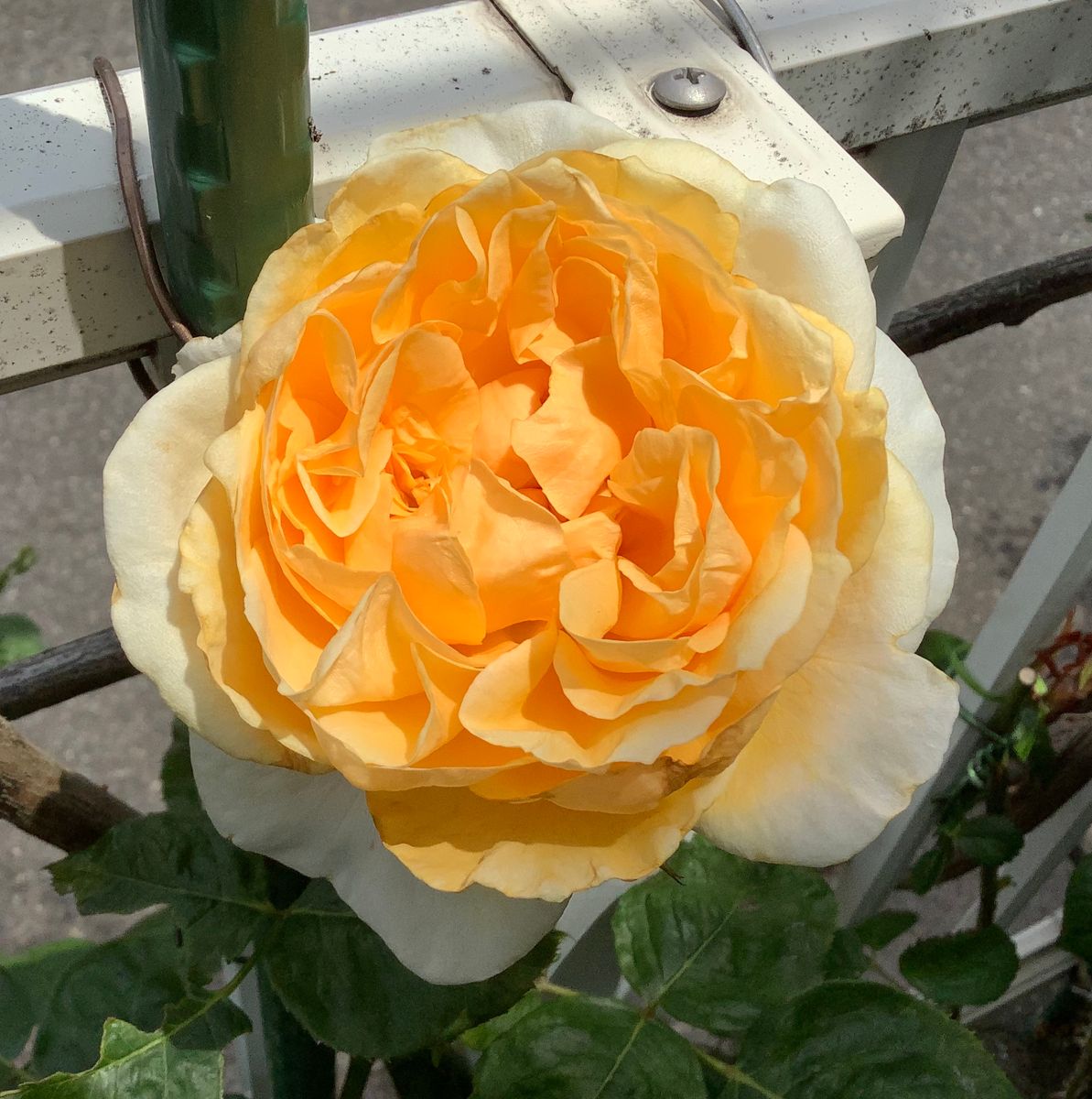 今日の薔薇便り🌹