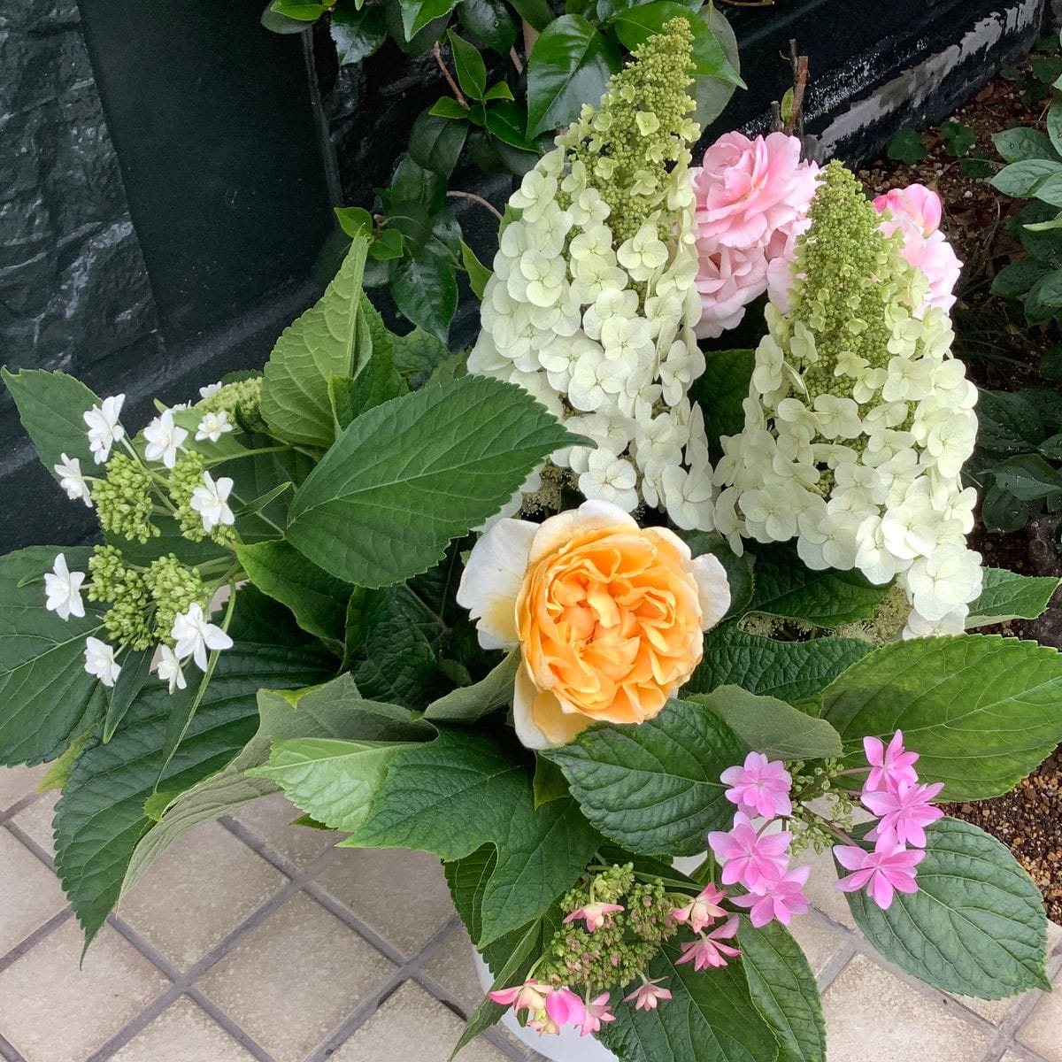 今日の薔薇便り🌹