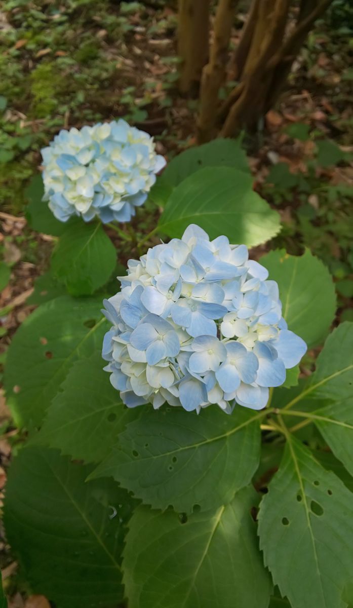 蒸し暑い日には💙