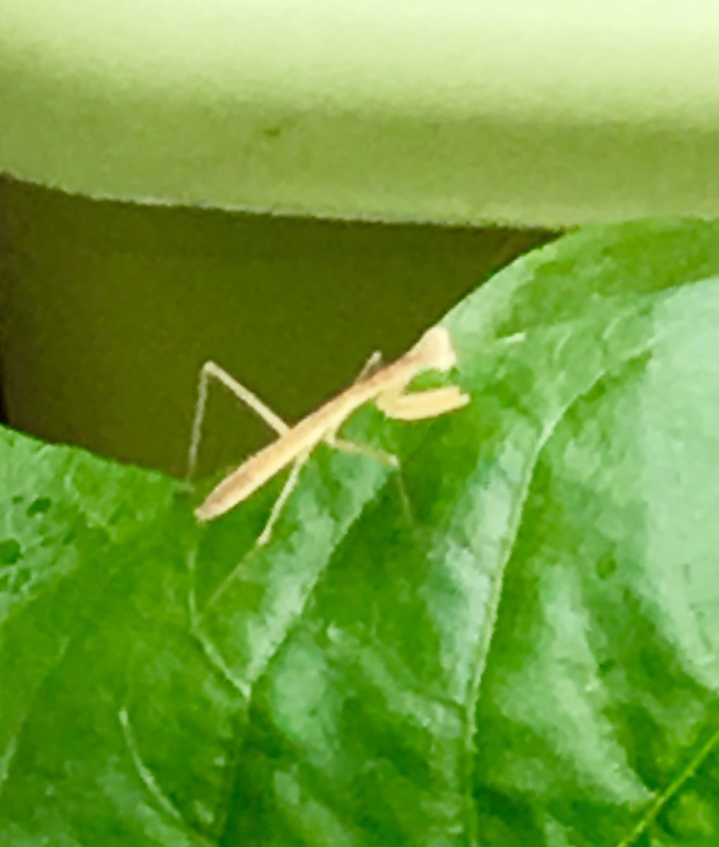 カマキリの赤ちゃん〜〜💖