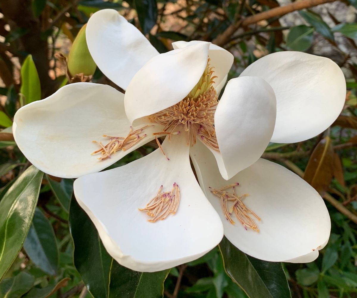 今日の花