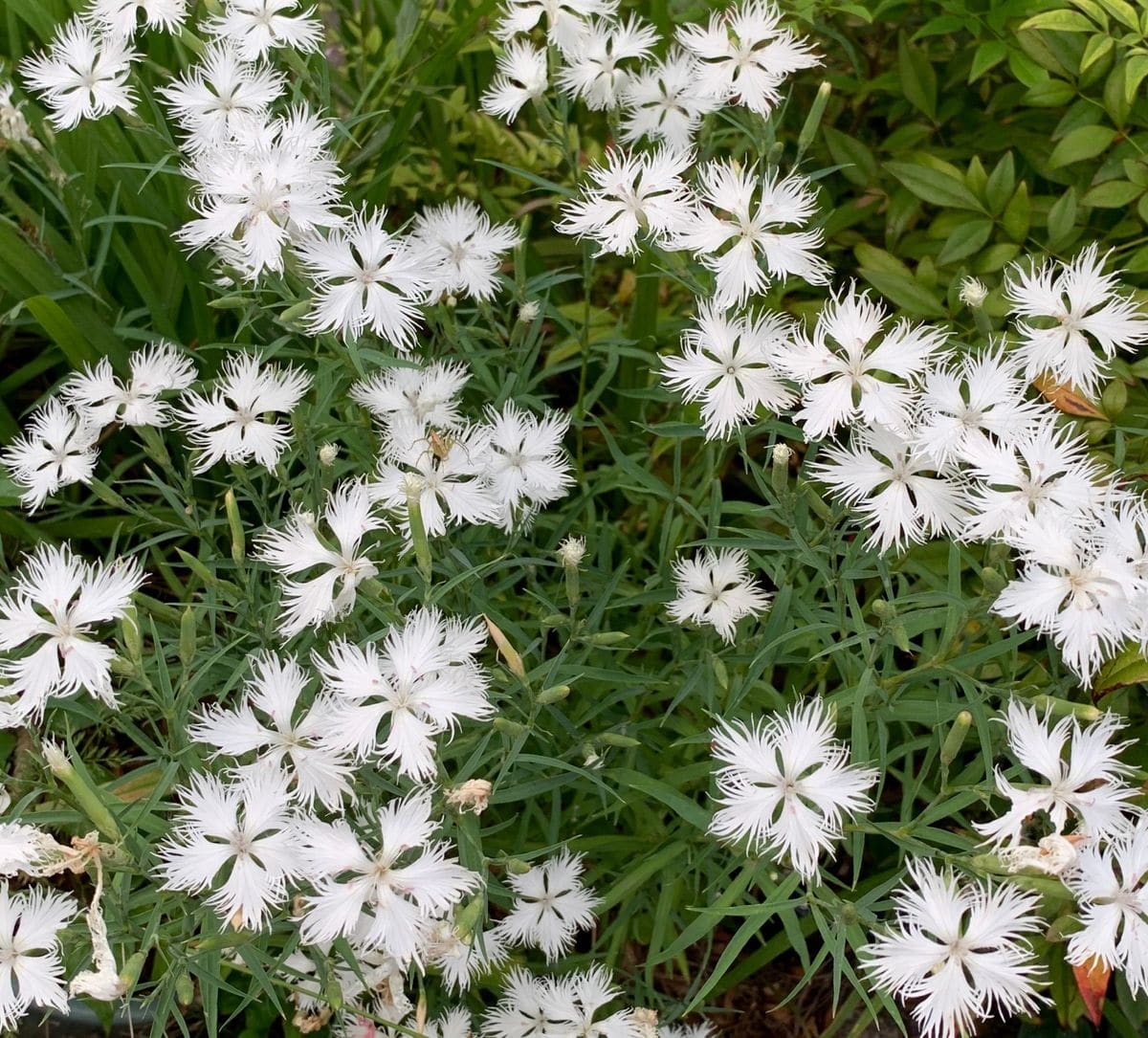 今日の花　３