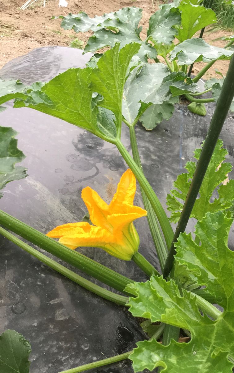 ズッキーニの開花　　など