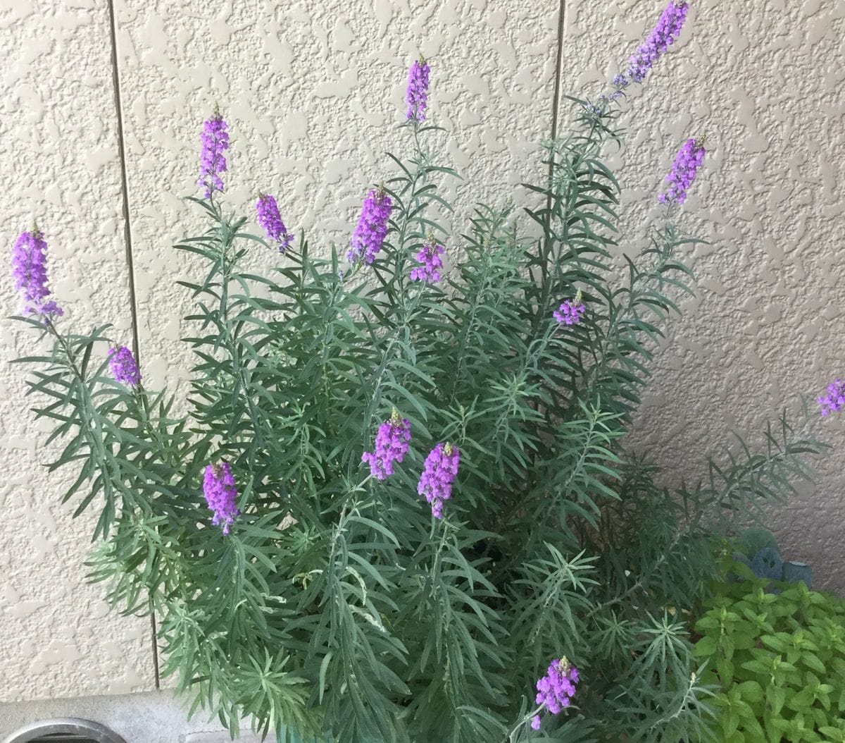 ズッキーニの開花　　など