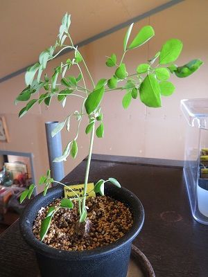 これも塊根植物？？・・なのか？？？