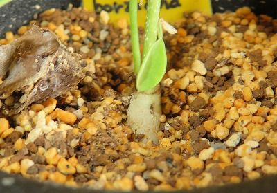 これも塊根植物？？・・なのか？？？