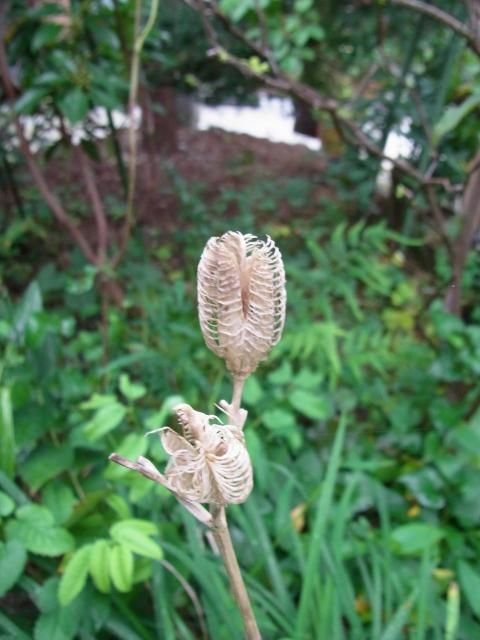 花ばかりに目が行くけれども…