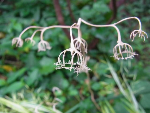 花ばかりに目が行くけれども…