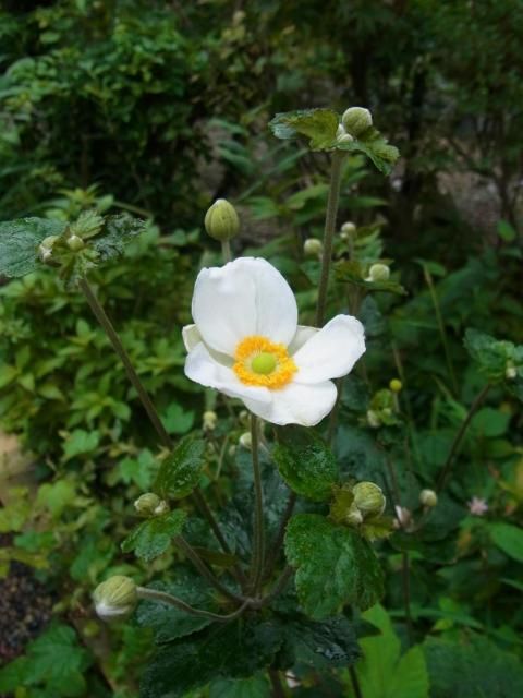 花ばかりに目が行くけれども…