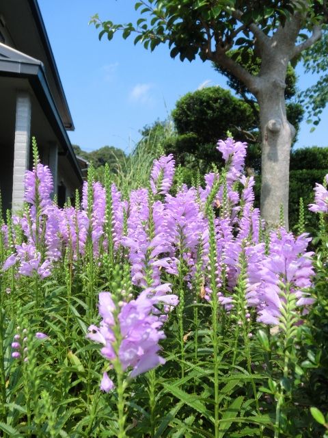 雨なので・・・・